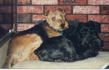 Max and Cosmo cuddled in front of the heat vent.