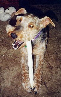 Max Enjoying A Rawhide Chew Toy