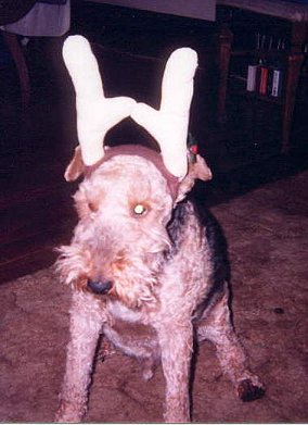 Max wearing reindeer antlers.