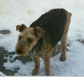 Max in the snow.